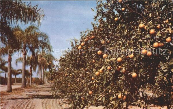 Orangen Oranges Palm Bordered Orange Grove Florida