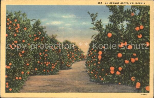 Orangen Oranges Orange Grove California