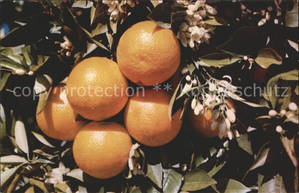 Orangen Oranges