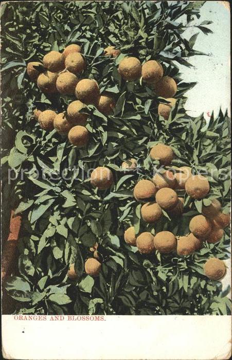 Orangen Oranges Oranges and Blossoms