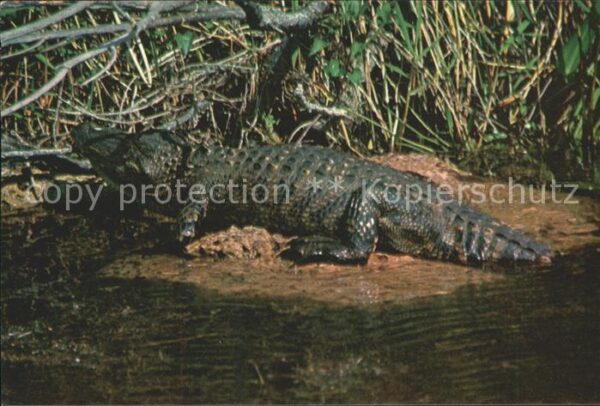 Krokodile Alligator Florida Everglades