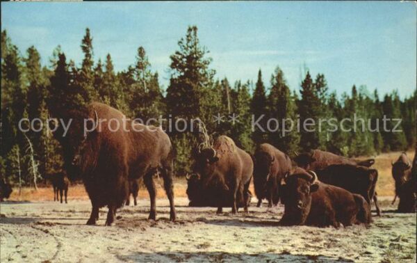 Tiere Bison Lower Geyser Basin Yellowstone Na
