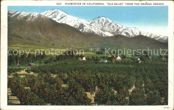 Orangen Oranges Old Baldy California
