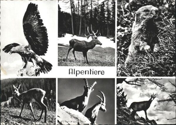 Murmeltier Alpentiere Adler Hirsch Steinbock Gemse