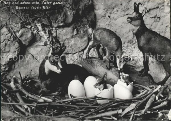 Gemse Nest Eier