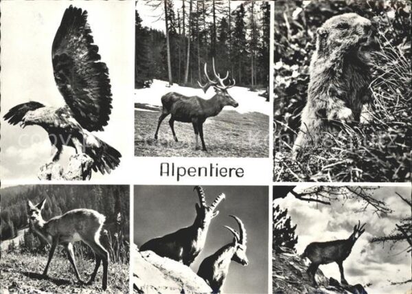 Hirsch Murmeltier Steinbock Gemse Adler Reh