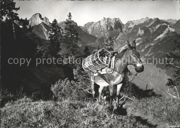 Esel Tiere Staubernkanzel Hohe Häuser  Altmann Sän