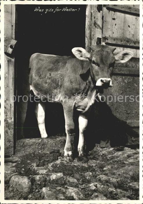 Kuehe Kalb