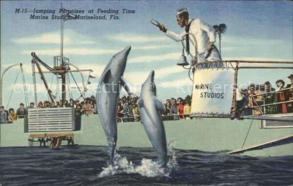 Delfine Delphine Dolphins Dauphins Delfi Marine Studios Marineland Florida