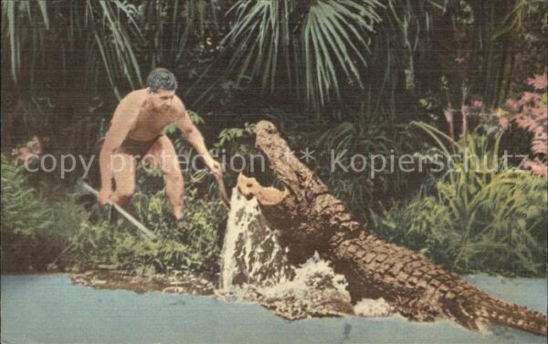 Krokodile Alligator Big George Ross Allen Silver