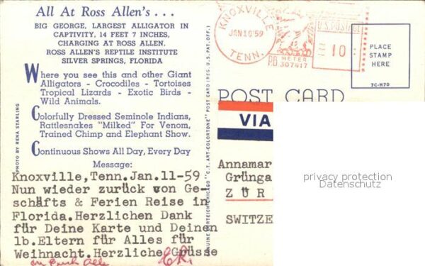 Krokodile Alligator Big George Ross Allen Silver – Bild 2