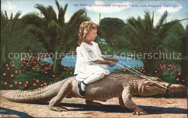 Krokodile Joy Riding California Alligator Farm Lo