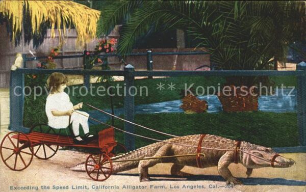 Krokodile Exceeding the Speed Limit California Al