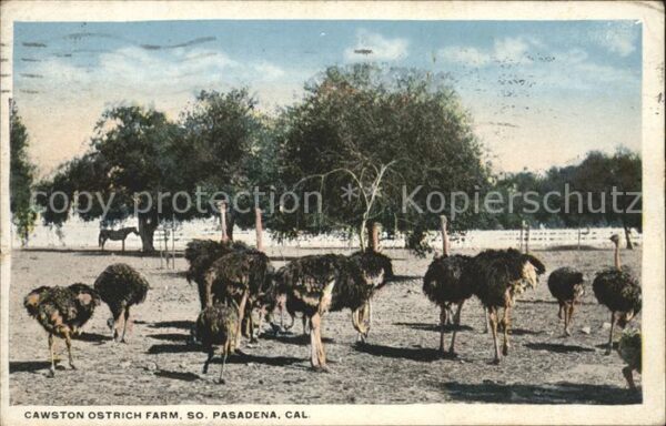 Voegel Strausse Cawston Ostrich Farm Pasadena