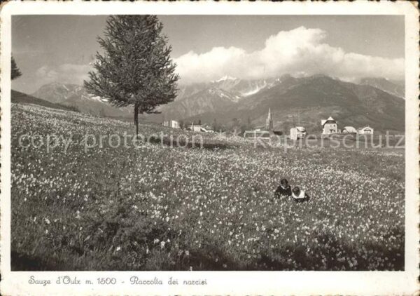 Sauze d Oulx Raccolta di narcisi