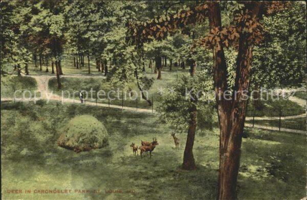 Saint Louis Missouri Deer in Carondelet Park