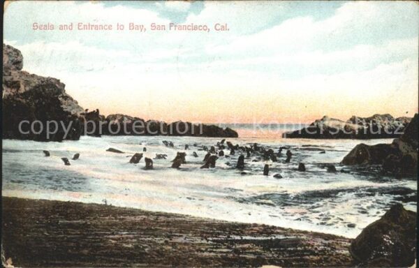 San Francisco California Seals and Entrance to Bay