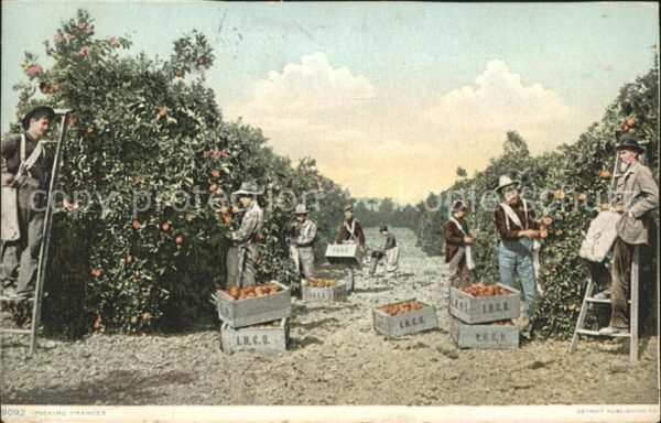 Palm Beach Picking Oranges Orangenplantage Ernte