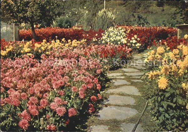 Tamins Dahlien und Herbstblumenschau