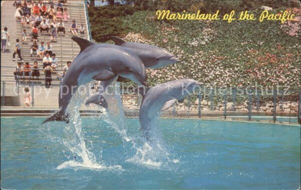 Delfine Delphine Dolphins Dauphins Delfi Marineland of the Pacific