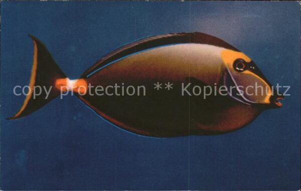 Fische Surgeon Fish