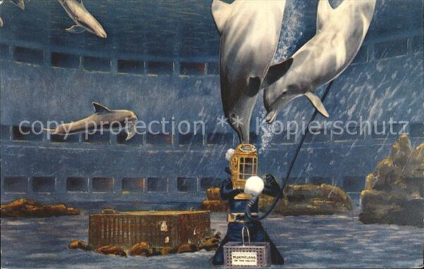 Delfine Delphine Dolphins Dauphins Delfi Marineland of the Pacific Palos Verdes