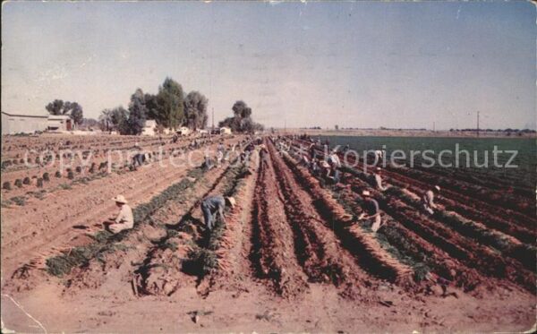 Ernte Landwirtschaft Karotten Rich Imperial Valley Californi