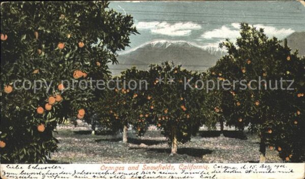 Orangen Oranges Oranges and Snowfields California