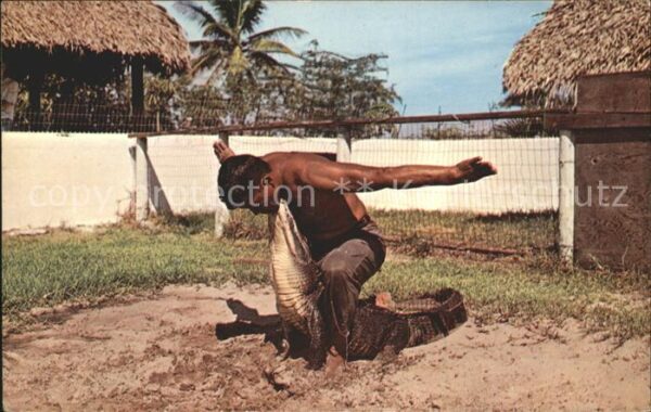 Krokodile Alligator Seminole Okalee Indian Villag