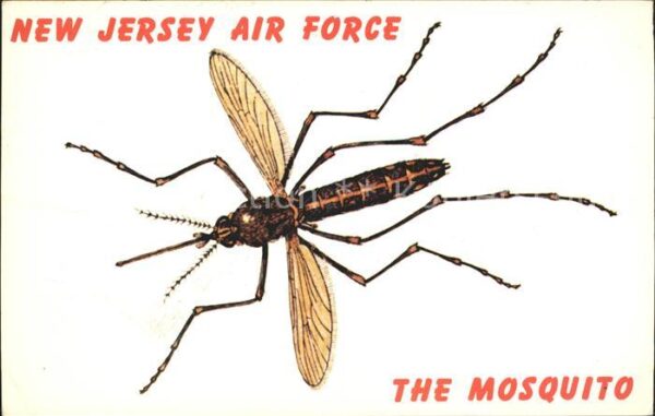 Insekten Mosquito New Jersey Air Force