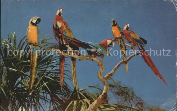 Papagei Macaws Miami Parrot Jungle