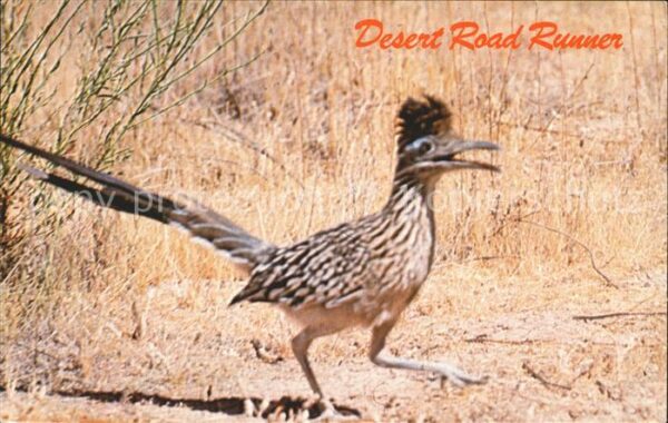 Voegel Roadrunner Wegekuckuck
