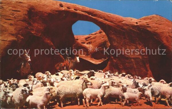Schafe Herde Navajo Sheepherders Indian Reserv
