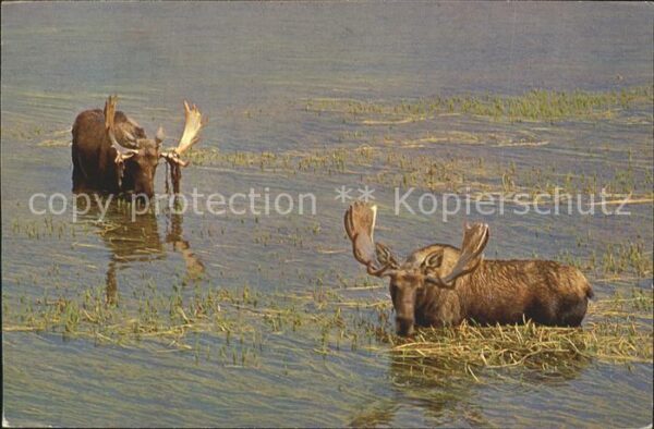 Elch Elchbulle Bull Moose Yellowstone Nation