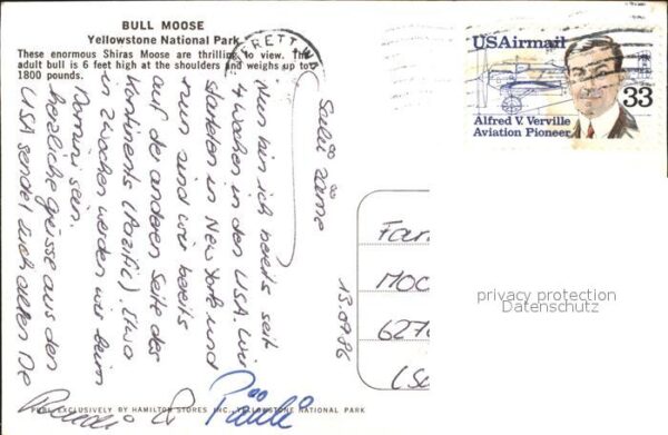 Elch Elchbulle Bull Moose Yellowstone Nation – Bild 2