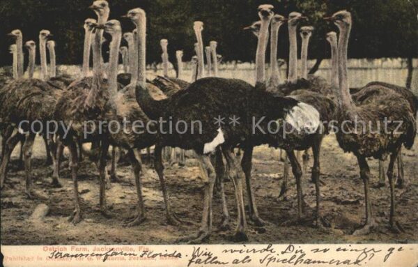 Voegel Strausse Ostrich Farm Jacksonville