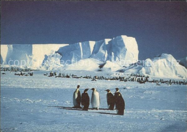Pinguin Antarktis