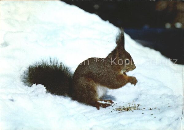 Eichhoernchen Ecureuil Squirrel