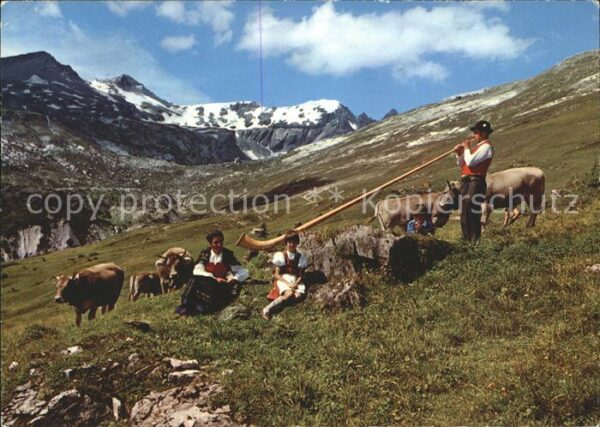 Alphorn Alphornbläser Kühe Alp