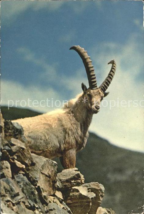 Steinbock Alpensteinbock Pontresina