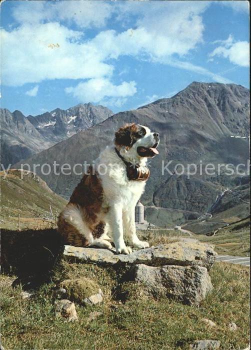 Bernhardiner Hund
