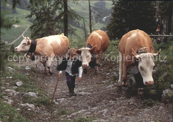 Kuehe Kind Hirte Alpaufzug Berner Oberland