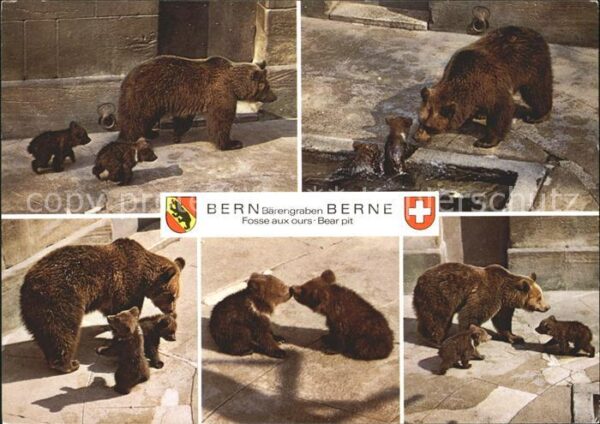 Baeren Bärengraben Bern