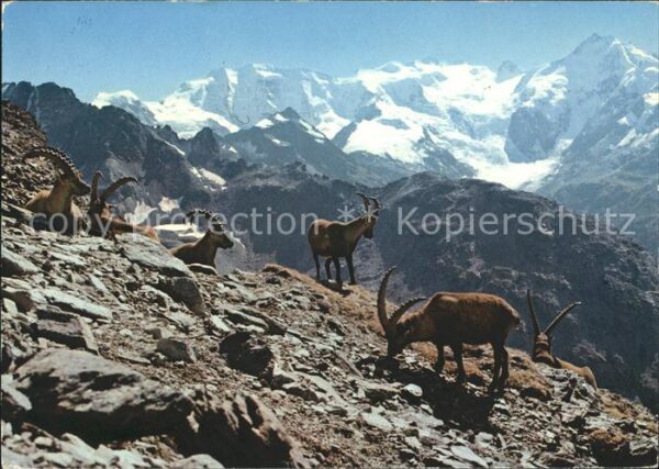 Steinbock Steinböcke Bouquetins Capricorni