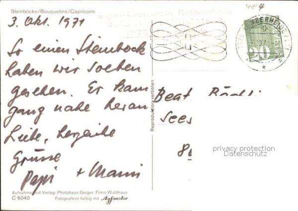 Steinbock Steinböcke Bouquetins Capricorni – Bild 2