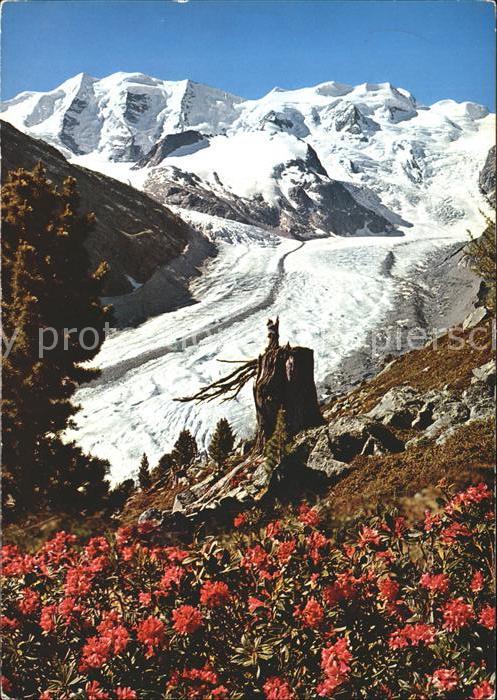 Gletscher Morteratsch Alpenrosenfeld Piz Palü Bel