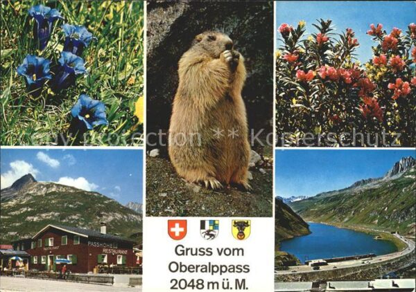 Murmeltier Oberalppass Enzian Alpenrosen Uri-Graub