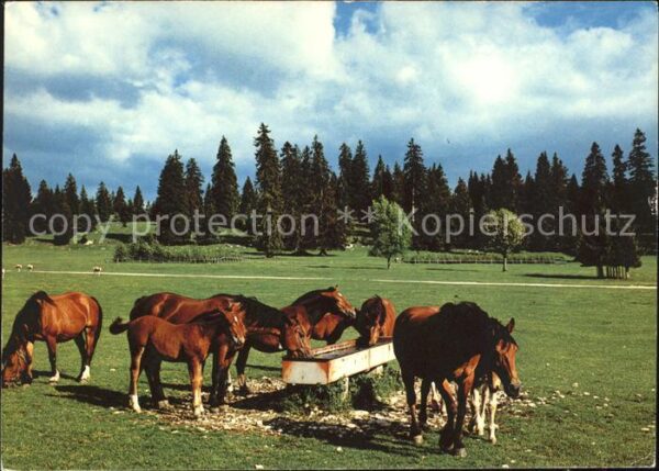 Pferde Paturage du Jura Franches Montagnes