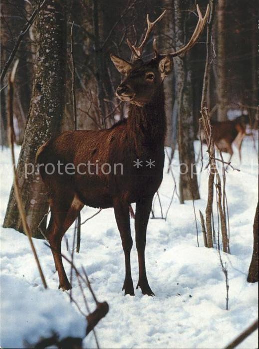 Hirsch Rothirsch Cerf Stag