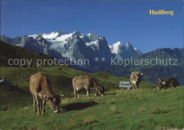 Kuehe Hasliberg Berner Oberland